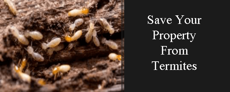 Save Your Property From Termites