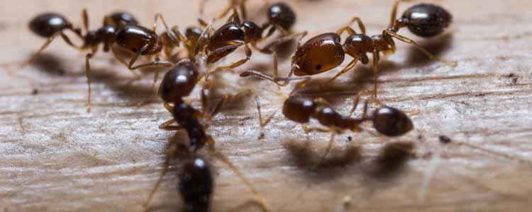 Ant Control Waterloo